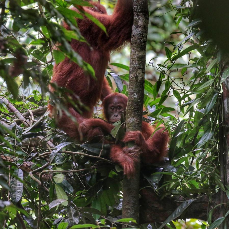 Sumatra Orangutan Discovery Villa Bukit Lawang Εξωτερικό φωτογραφία